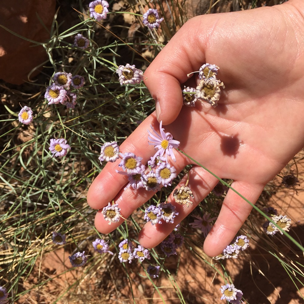 Meet your Posher, Kacie